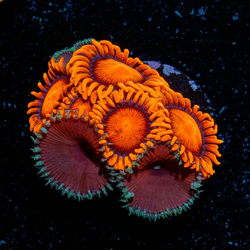 Orange Bam BAms Zoanthid