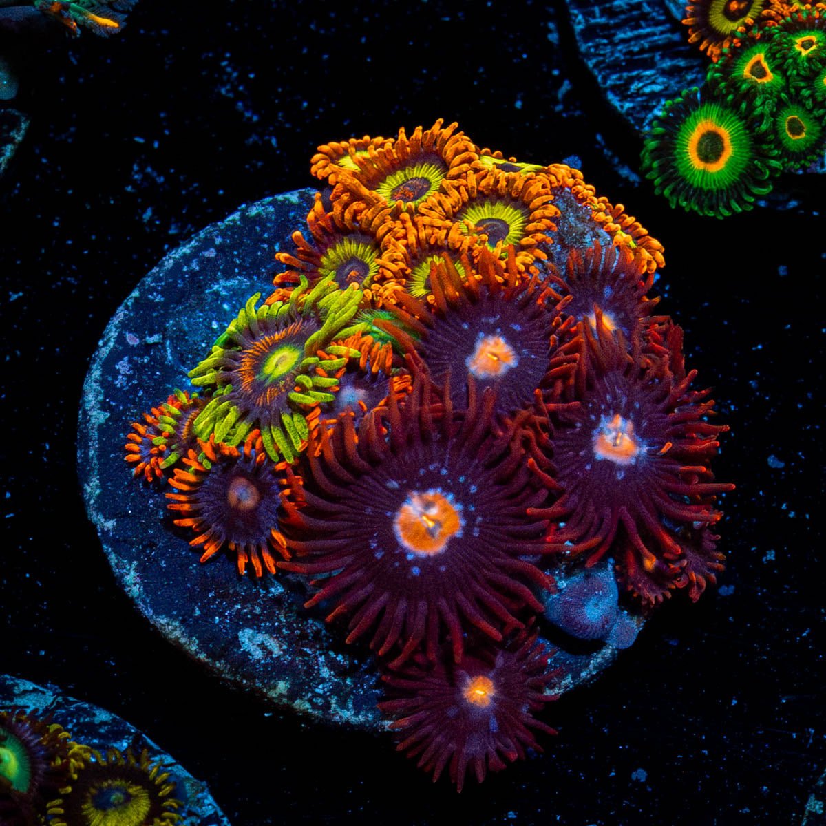 Zoanthid Multi Frag - riptide aquaculture llc