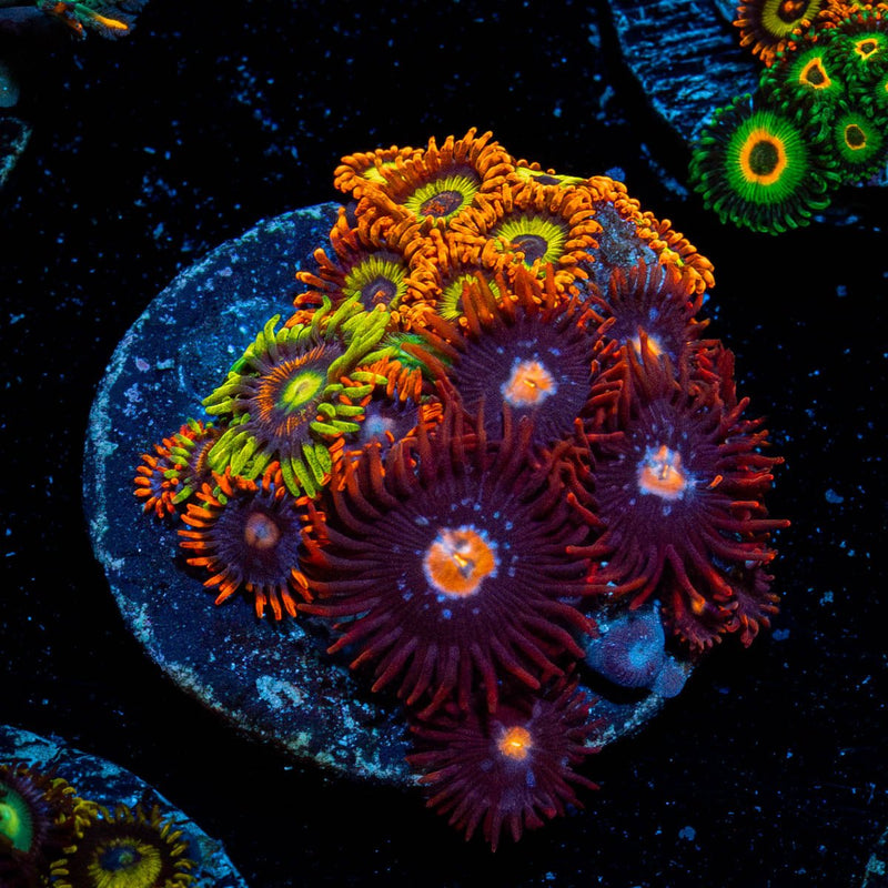 Zoanthid Multi Frag