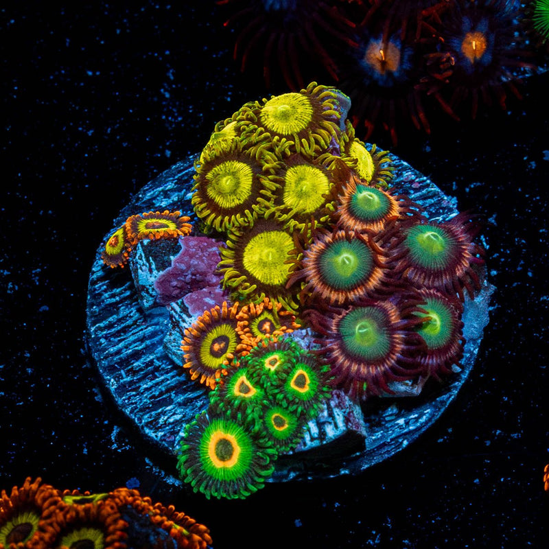 Zoanthid Multi Frag