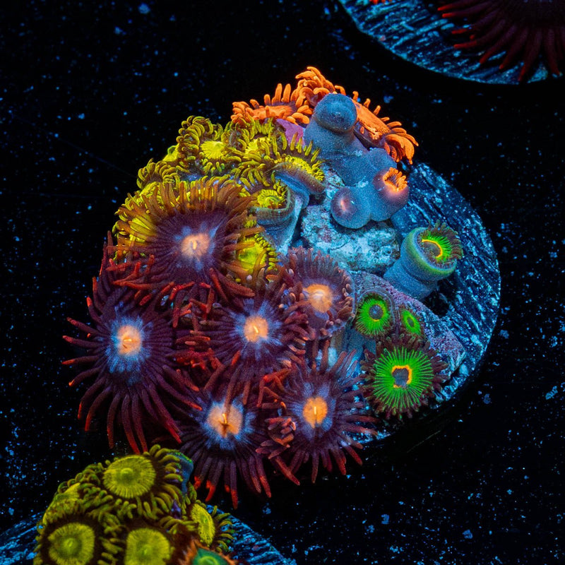 Zoanthid Multi Frag