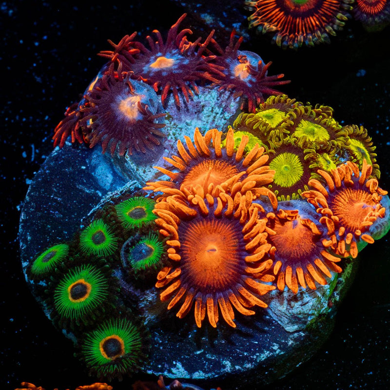 Zoanthid Multi Frag