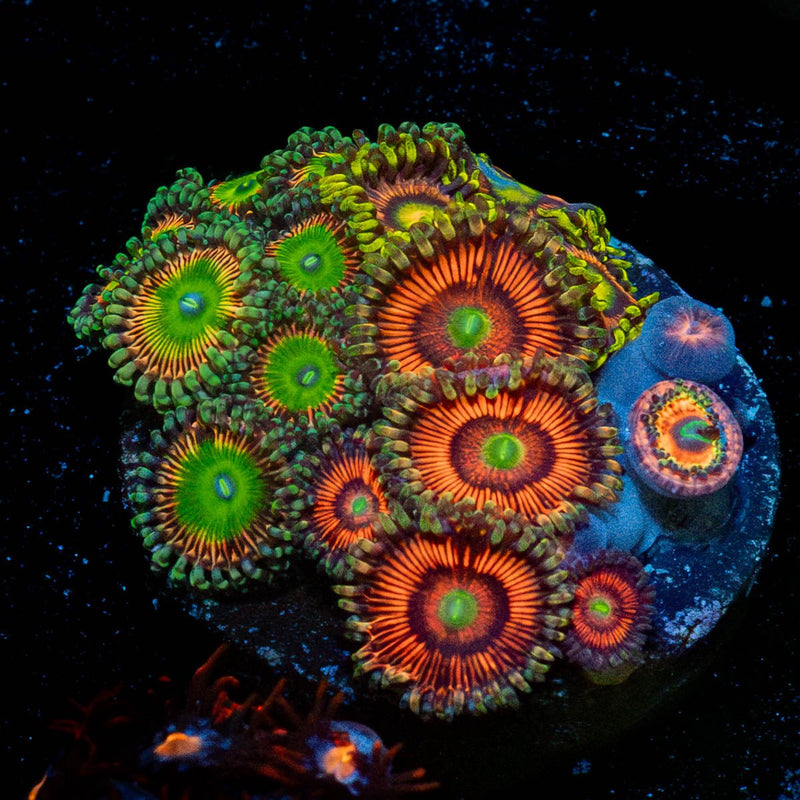 Zoanthid Multi Frag