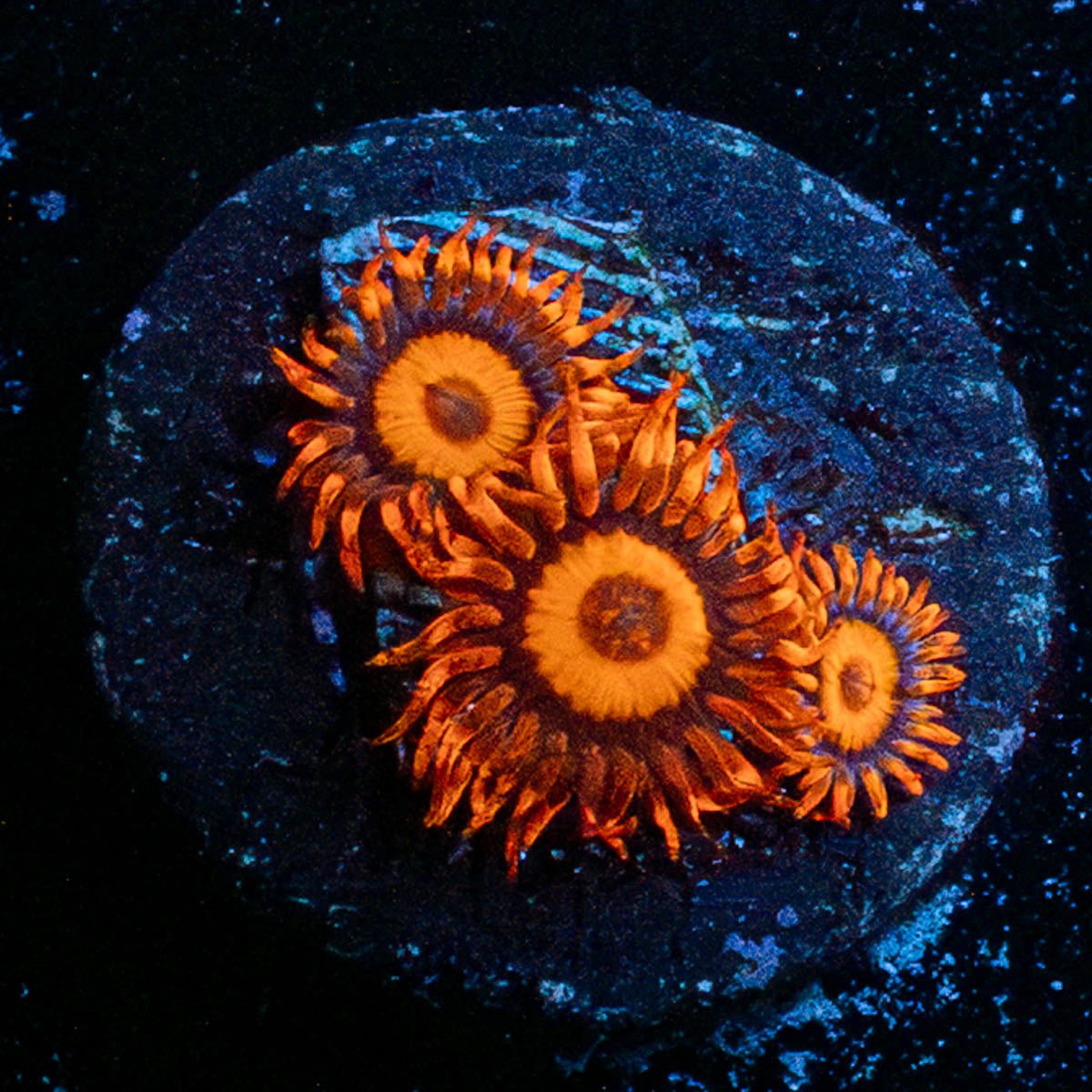 Safe Cracker Zoanthid - riptide aquaculture llc