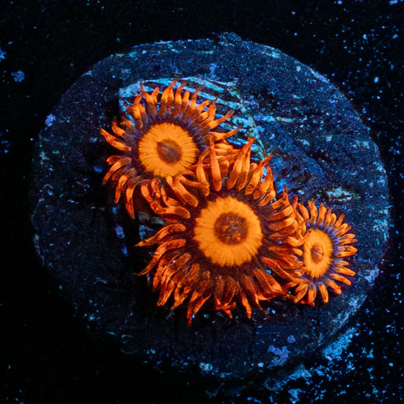 Safe Cracker Zoanthid