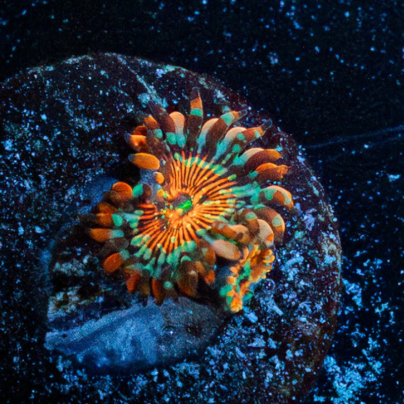 White Zombies Zoanthid