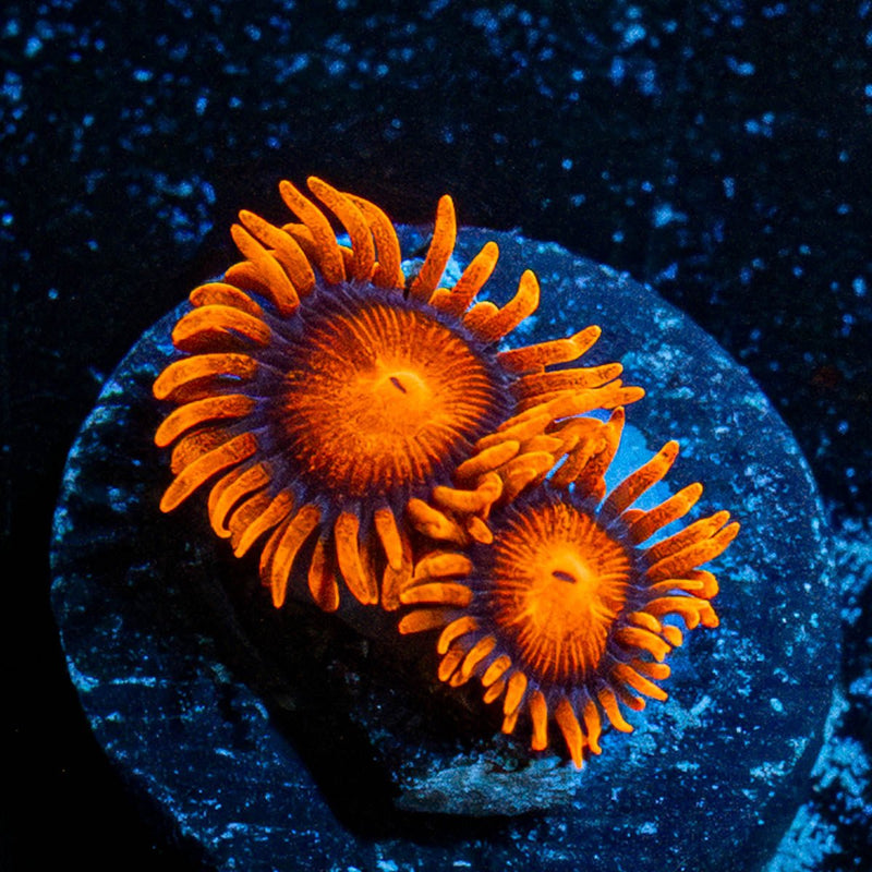 Bam Bam Zoanthid