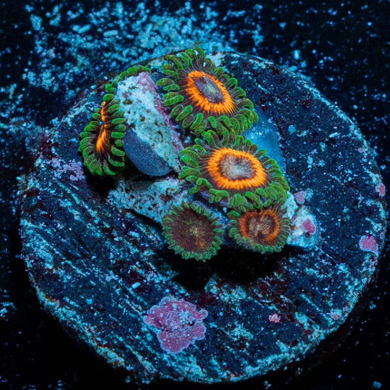 Fairy Tales Zoanthid