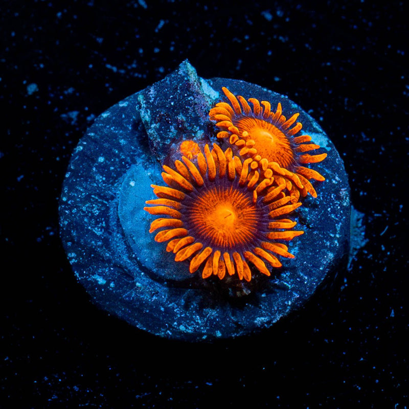 Bam Bam Zoanthid