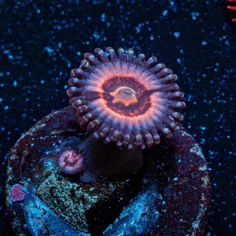 Valkarys Zoanthid
