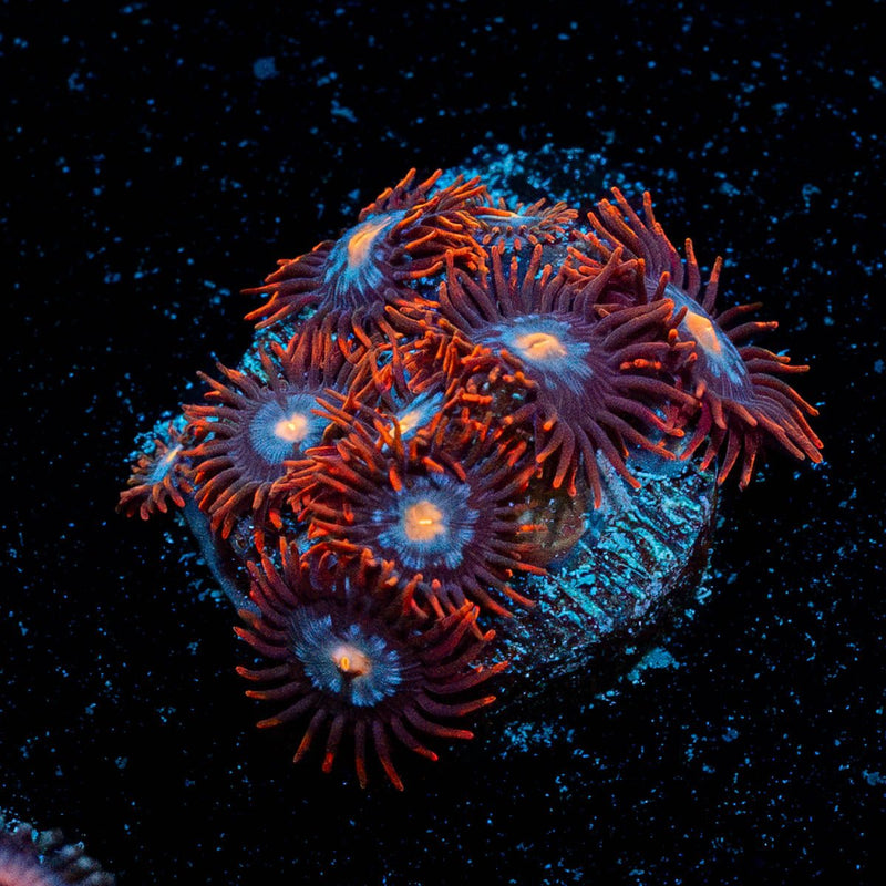 Stitches Zoanthid