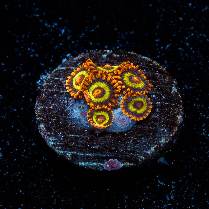 Fruit Loops Zoanthid