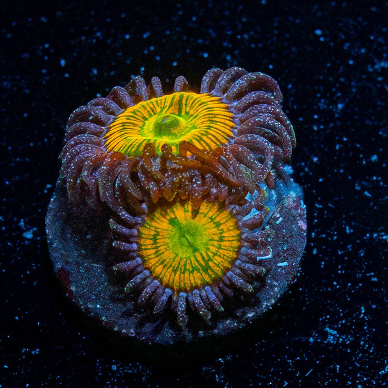 Sunny D Zoanthid