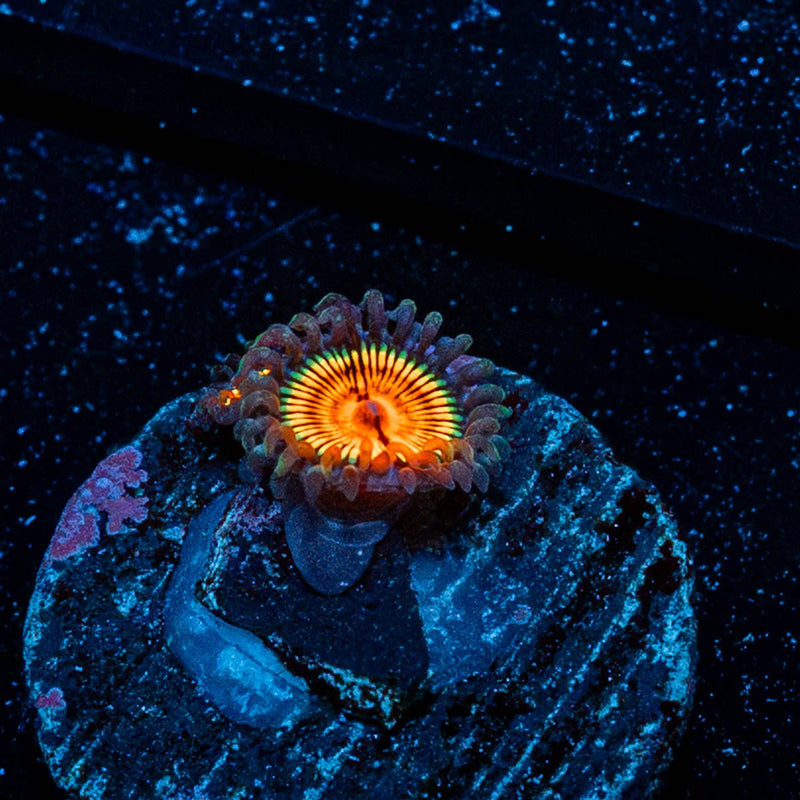 Fruit Ninja Zoanthid