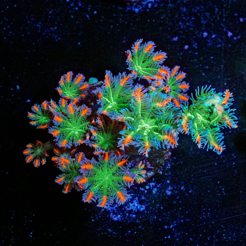 FireWork Clove Polyps