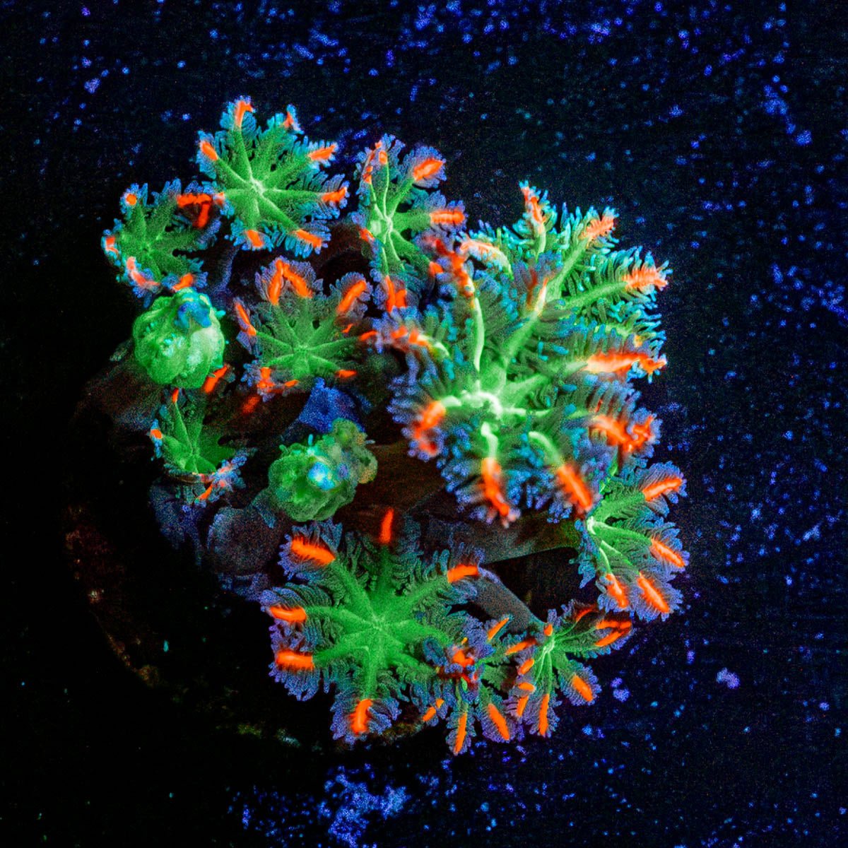 FireWork Clove Polyps - riptide aquaculture llc