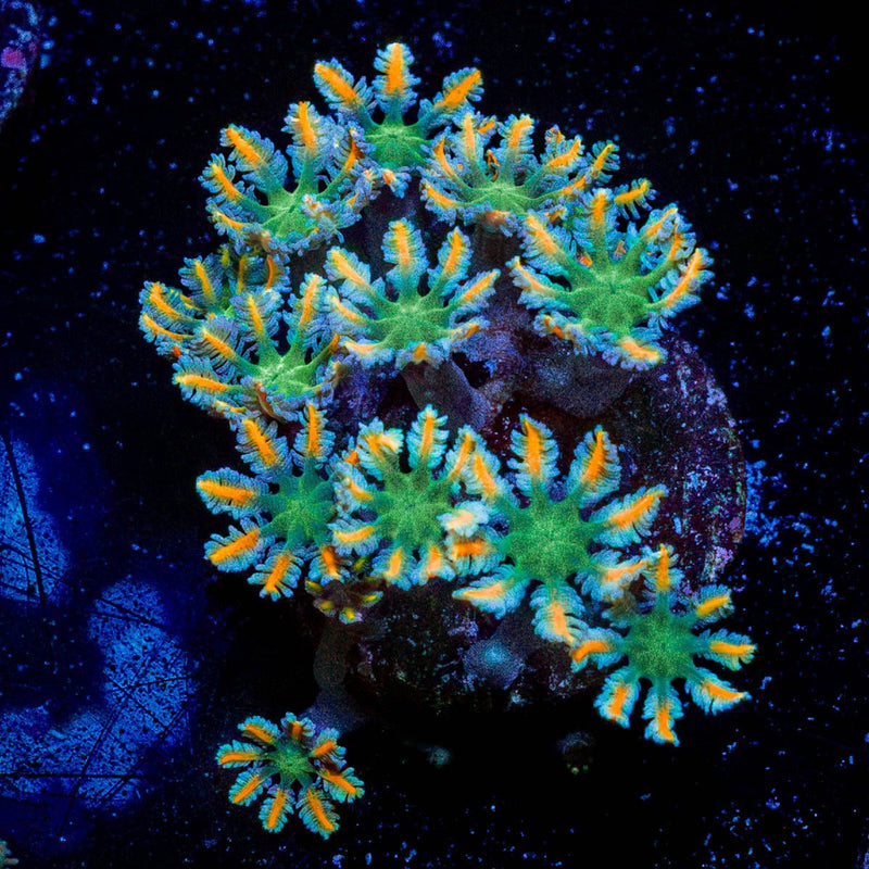 Firecracker Clove Polyps