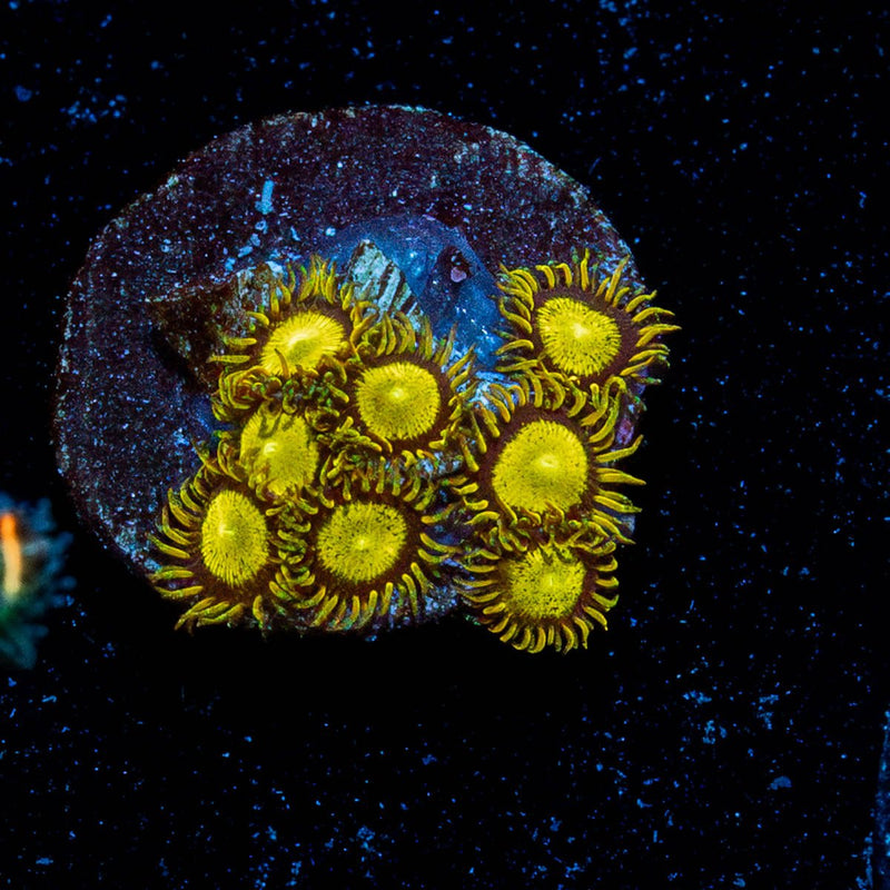 King Midas Zoanthid