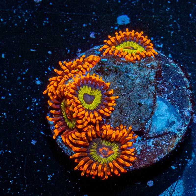 Fruit Loop Zoanthid