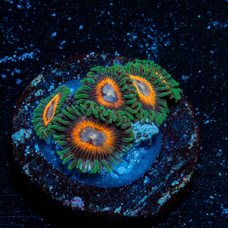 Fairy Tales Zoanthid
