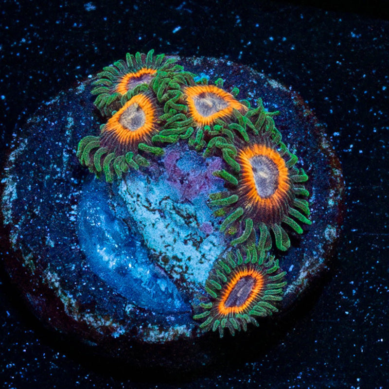 Fairy Tales Zoanthid