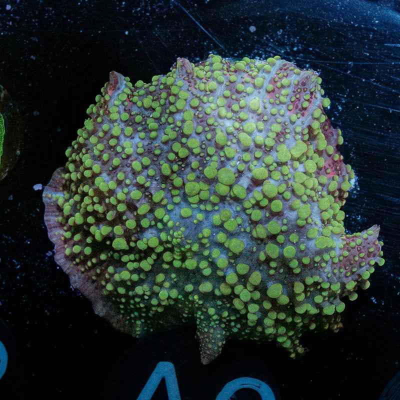 Lava Lamp Mushroom