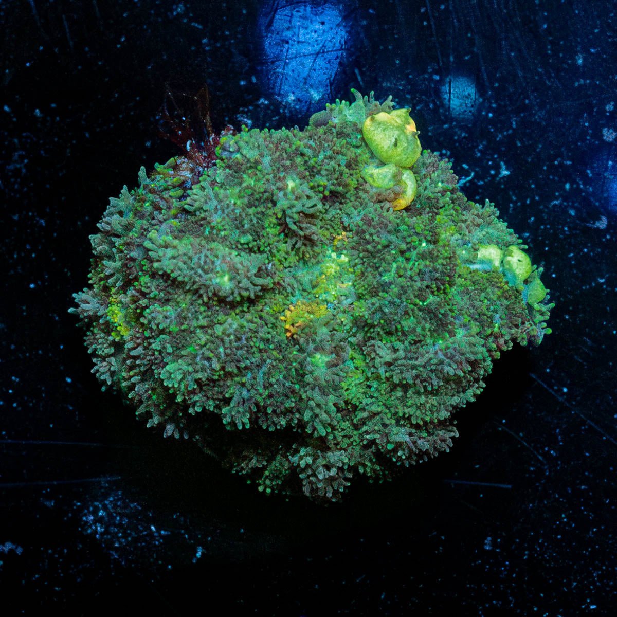 Carpet Bomb Mushroom - riptide aquaculture llc