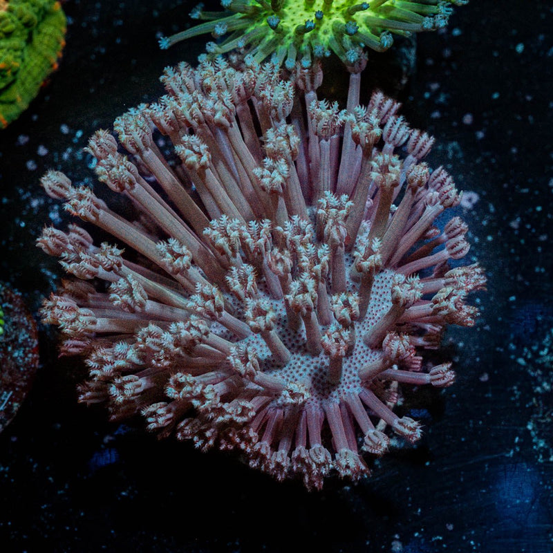 Classic Toadstool Leather