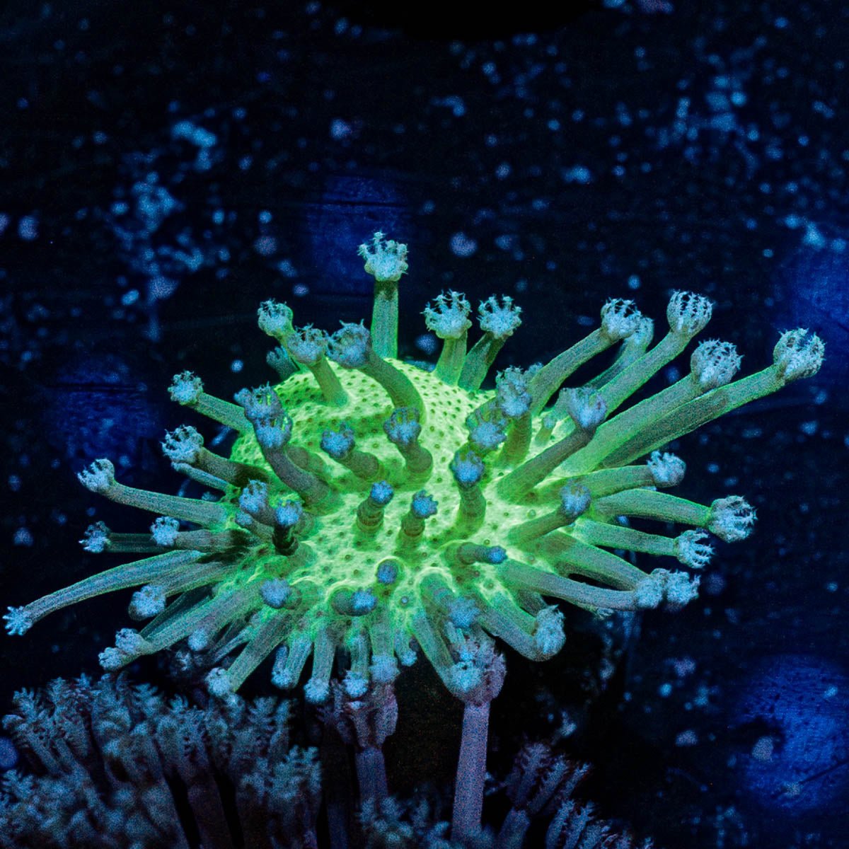 Neon Green Toadstool Leather - riptide aquaculture llc