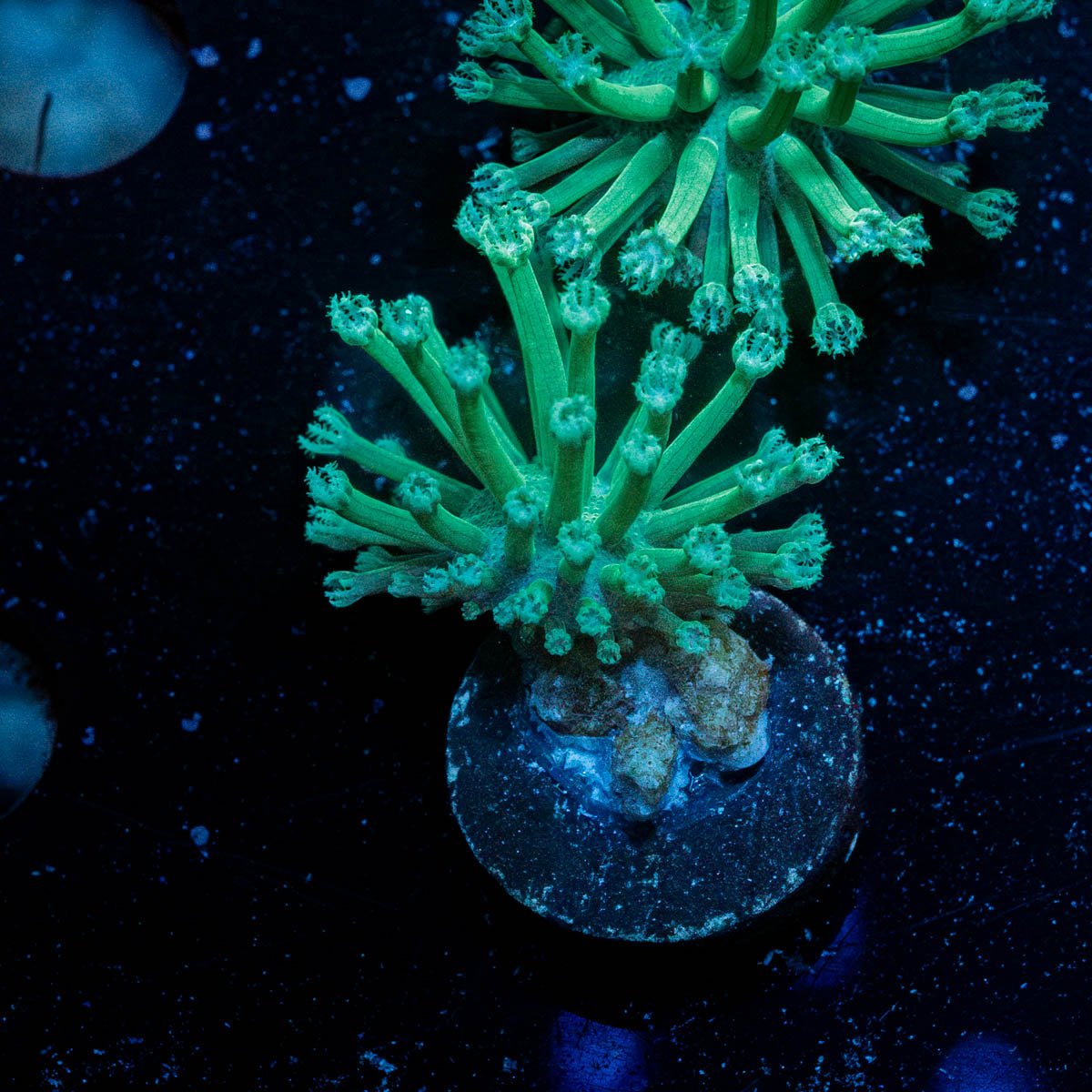 MTN Dew Toadstool Leather - riptide aquaculture llc