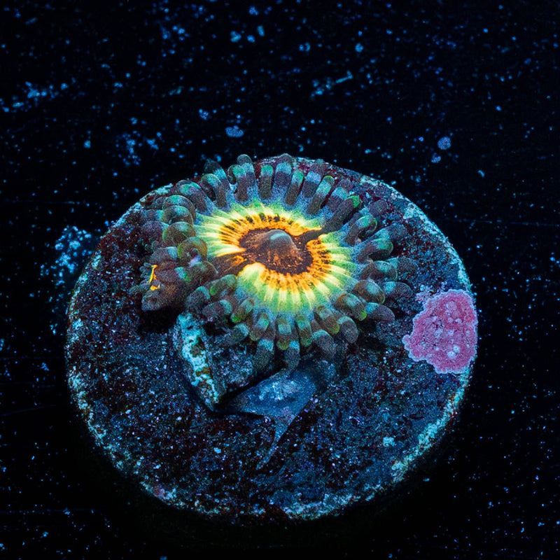 Sonic Flair Zoanthid