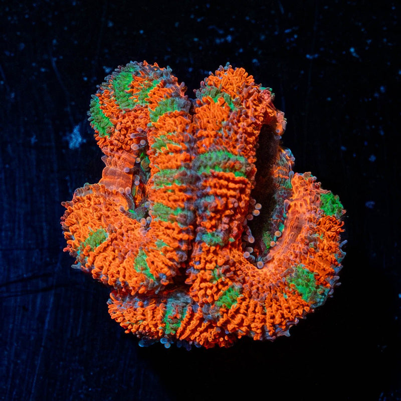 Acan / Micromussa
