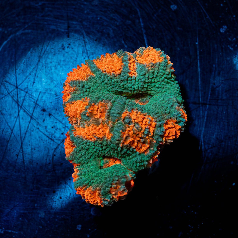 Acan / Micromussa