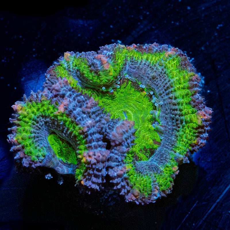 Acan / Micromussa
