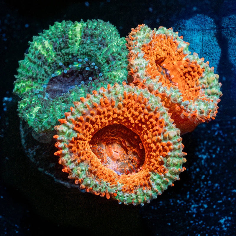Acan / Micromussa