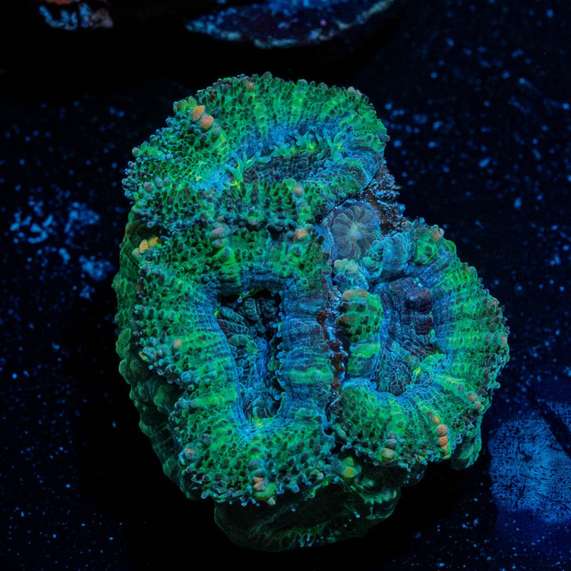 Acan / Micromussa