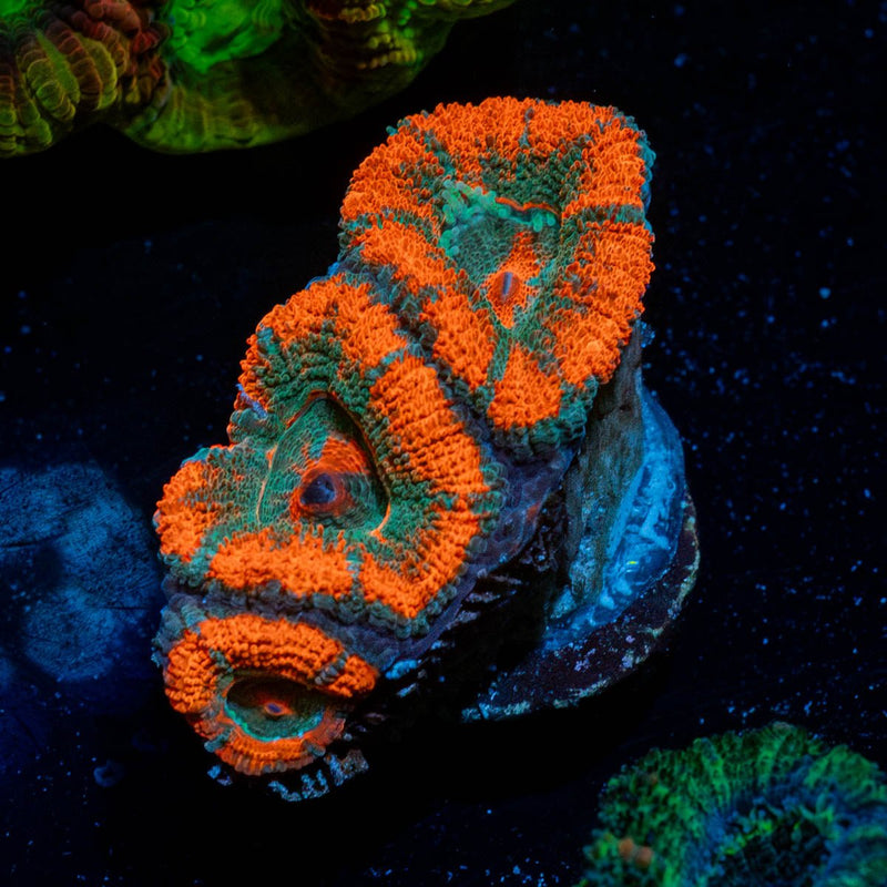 Acan / Micromussa