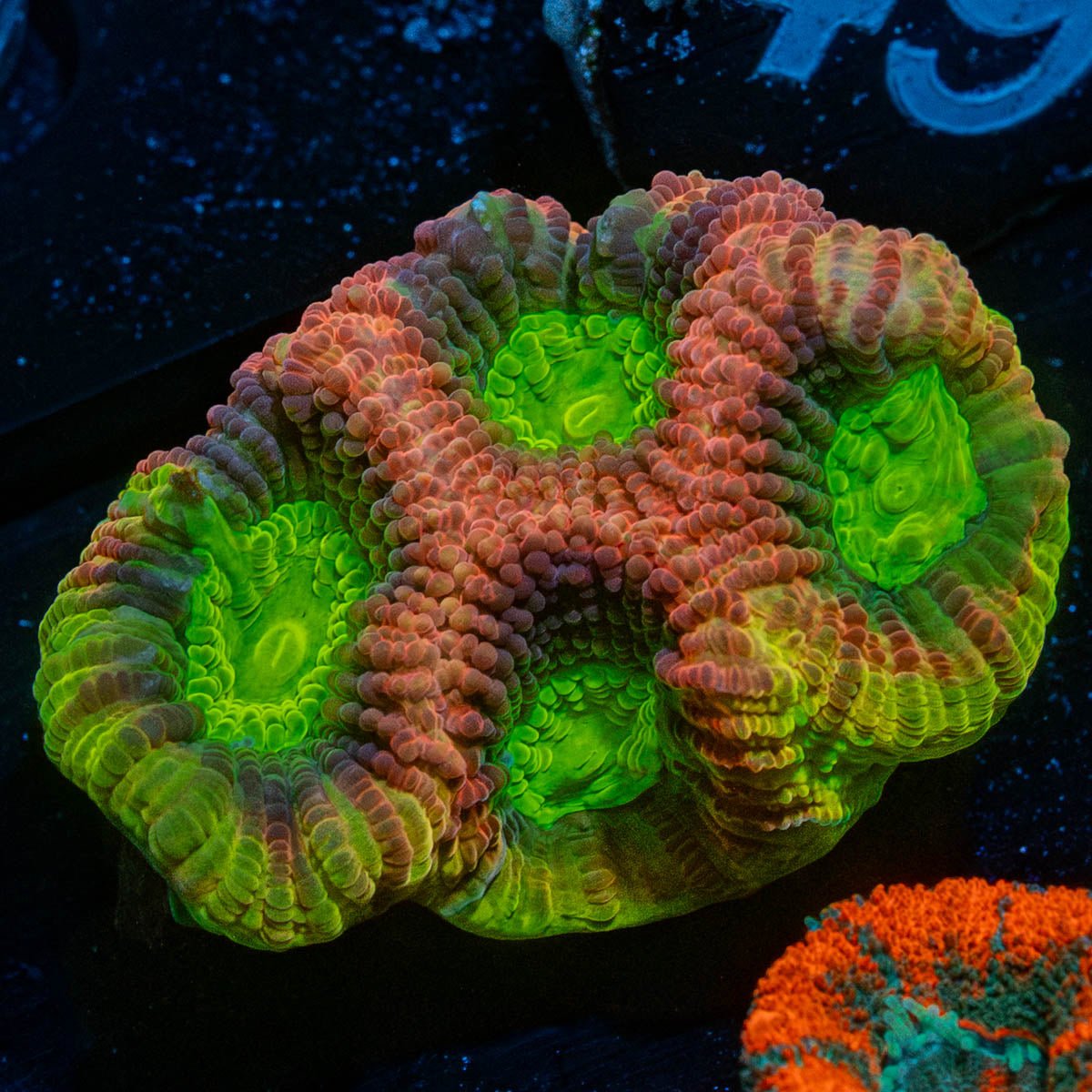 Dragon Soul Favia - riptide aquaculture llc