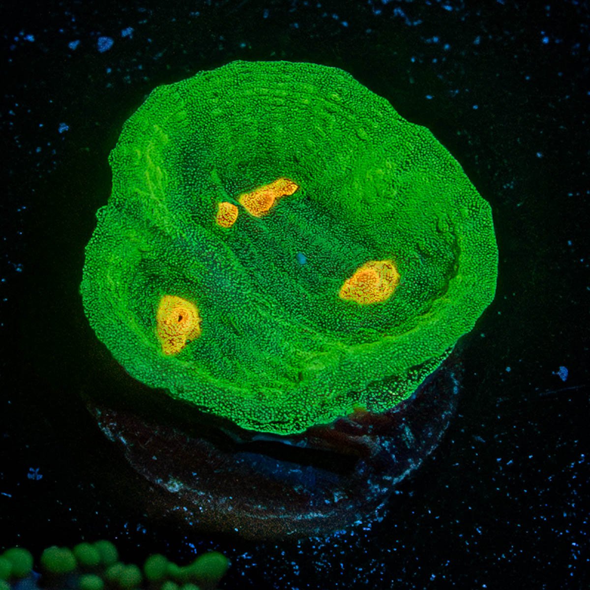 Space Invader Chalice - riptide aquaculture llc