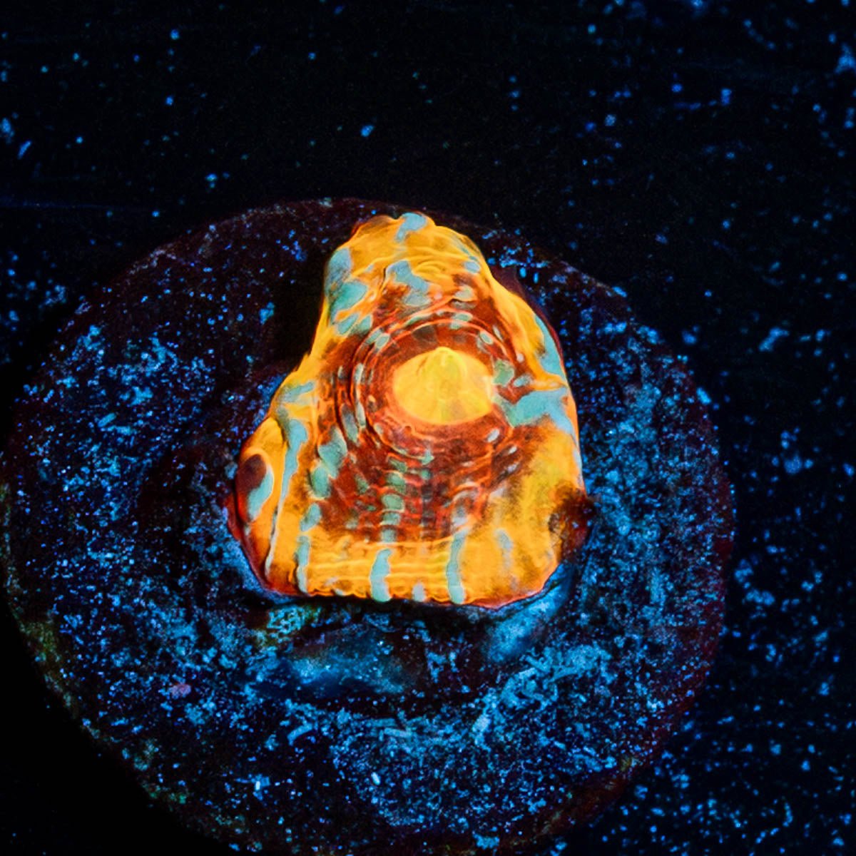 Purple Heat Chalice - riptide aquaculture llc