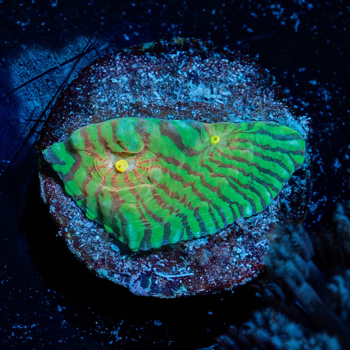 The Mask Convict Chalice - riptide aquaculture llc