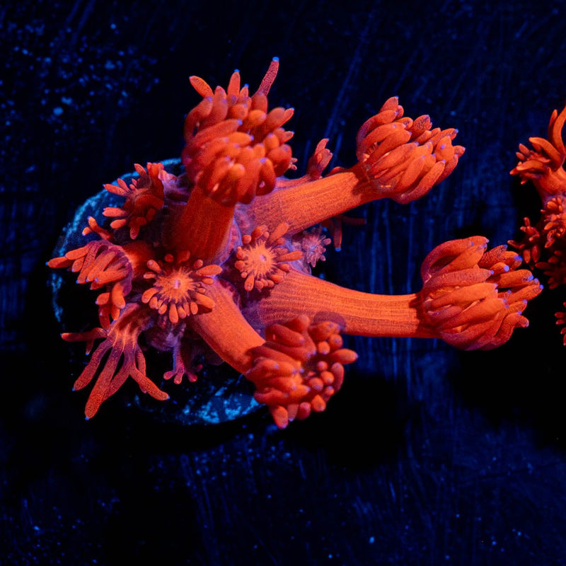 Red Goniopora