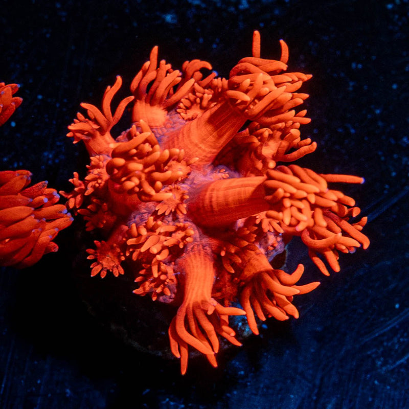 Red Goniopora