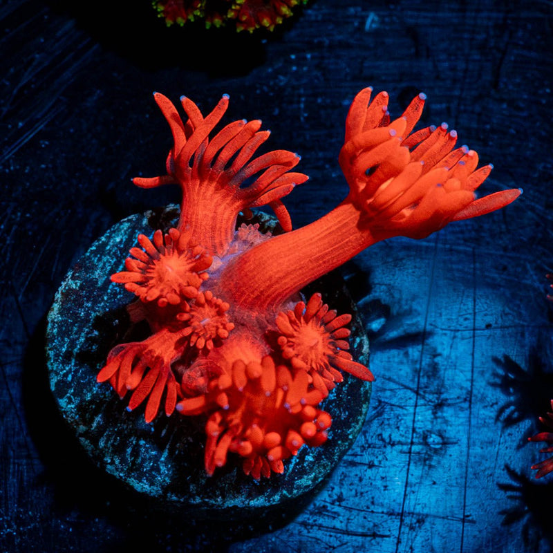 Red Goniopora