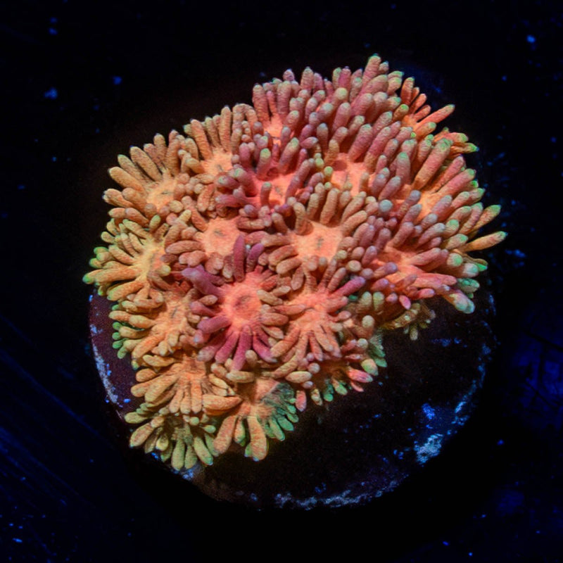 Lola Bonny Goniopora