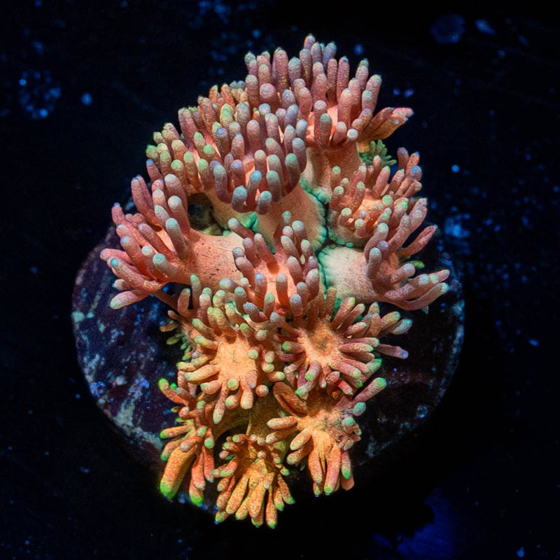 Lola Bonny Goniopora