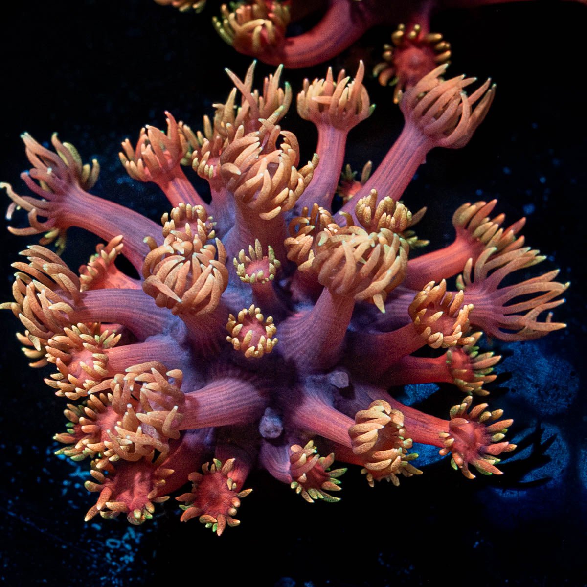 Ironman Goniopora - riptide aquaculture llc
