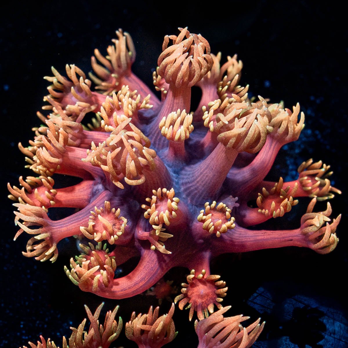 Ironman Goniopora - riptide aquaculture llc