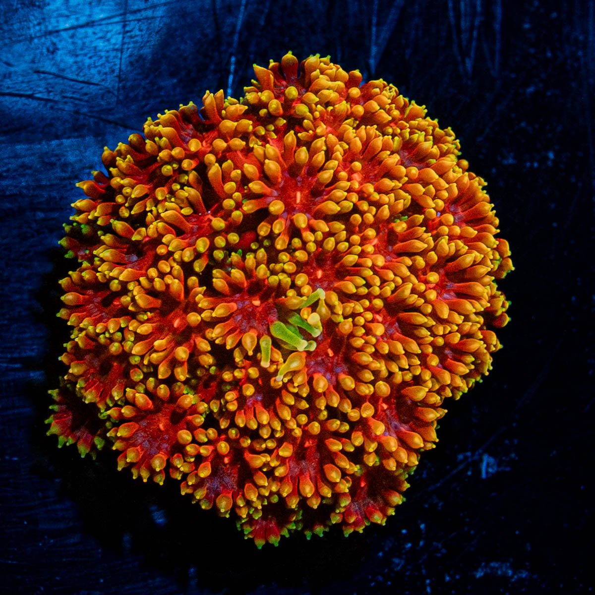 Rainbow Bardadapora - riptide aquaculture llc