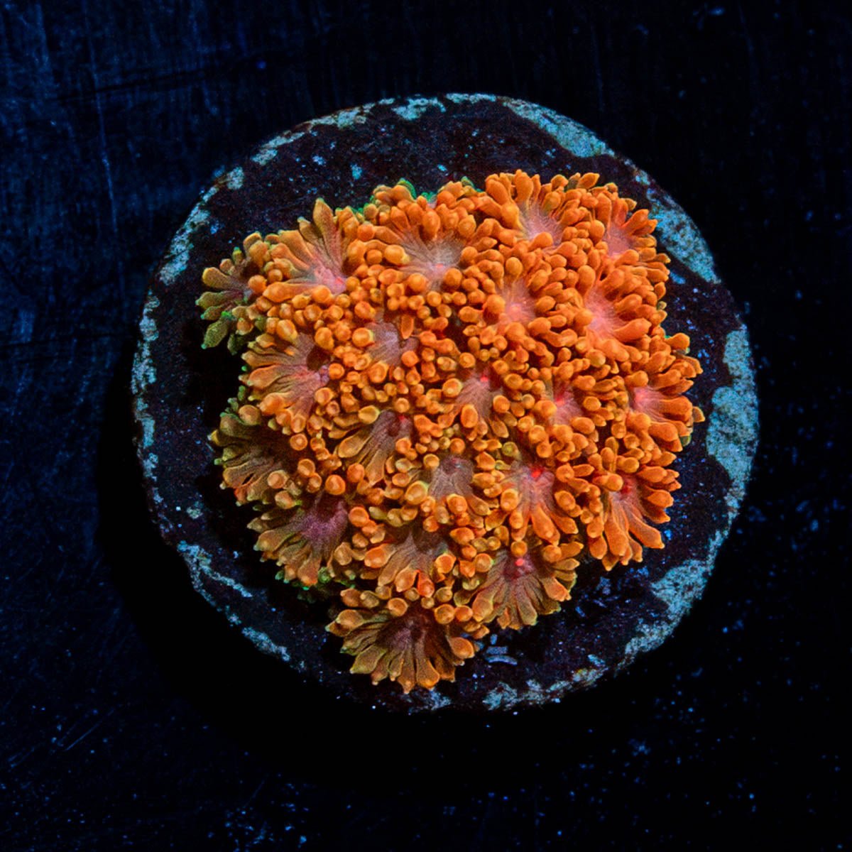 Laffy Taffy Bardanapora - riptide aquaculture llc